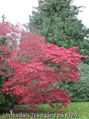 Acer palmatum f. atropurpureum